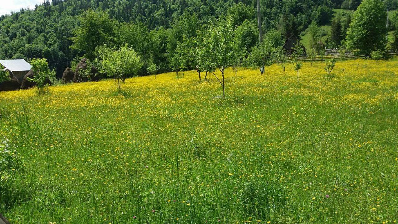 Pensiunea Miesca Matisesti Bagian luar foto
